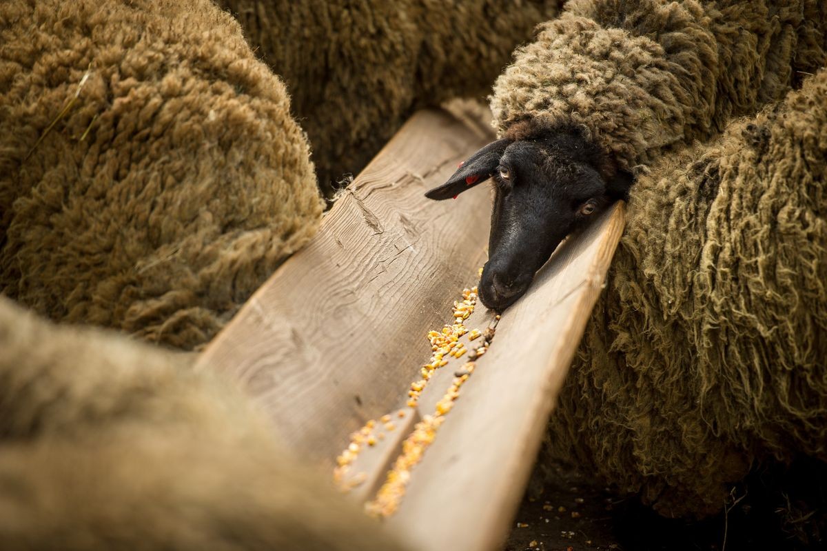 Sheep eating corn fodder